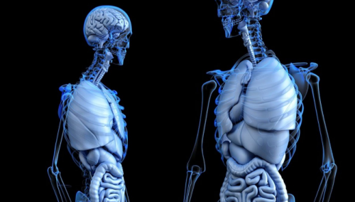 9 stvari koje vjerovatno niste znali o ljudskom tijelu