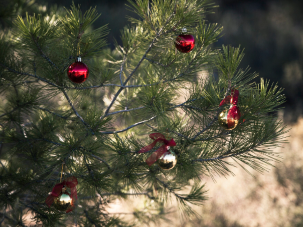 Advent u Brotnju počinje zajedničkim ukrašavanjem božićnog drvca