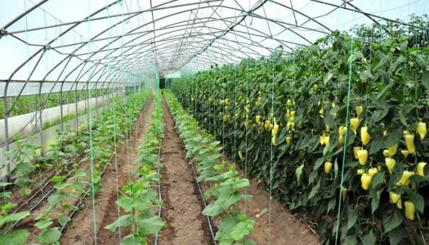 Agroindustrijski sektor BiH povećao izvoz za osam posto