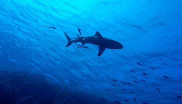 Ajkula duga tri metra snimljena u Crnoj Gori, blizu Budve