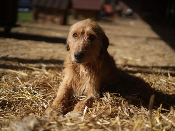 Akcija 'Udomi ljubav': Više od 80 pasa našlo dom