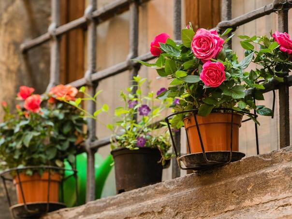 Ako ovo preskočite sada, ruže će vam oboljeti na proljeće