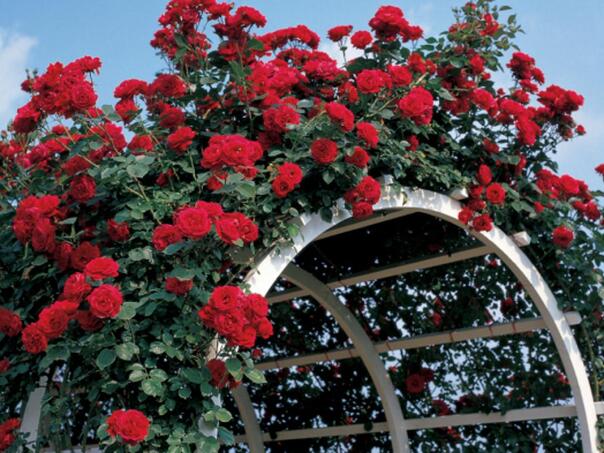 Ako volite ruže, februar ne smijete preskočiti: Jedan potez pravi čudo