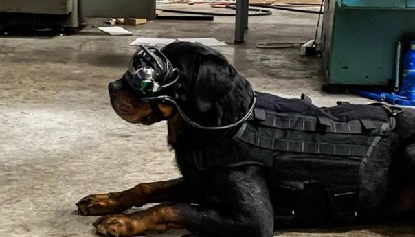 Američka vojska testira 'pametne naočale' za pse koji tragaju za eksplozivom
