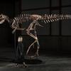 Anonimni kupac otkupio kostur dinosaurusa za 47 miliona dolara