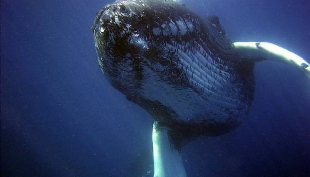 Australija: 108 kitova spašeno nakon nasukavanja