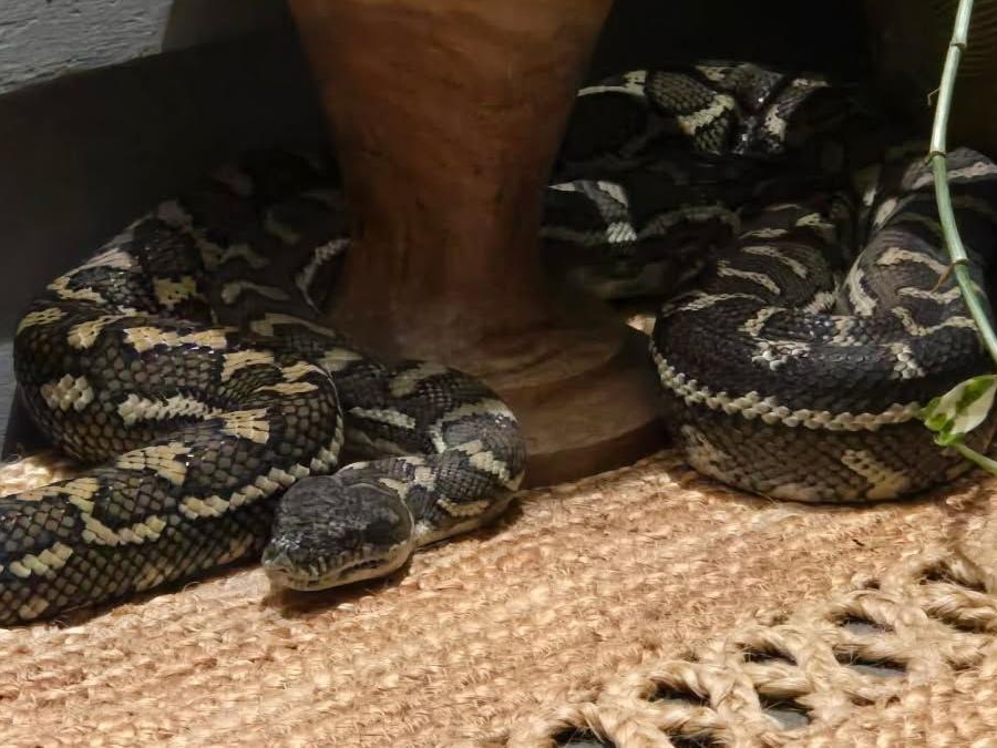 Australijanka se probudila sa pitonom na grudima