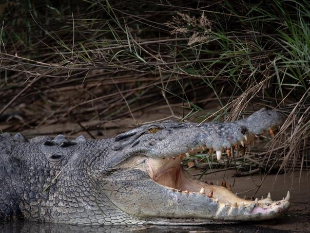 Australski naučnici otkrili "krokodile penjače": Lovili su s drveća poput geparda
