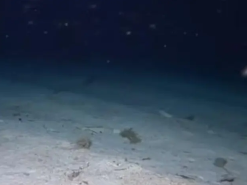 Bacio kameru u more, pa zabilježio jeziv prizor: Iz tame izronili monstrumi
