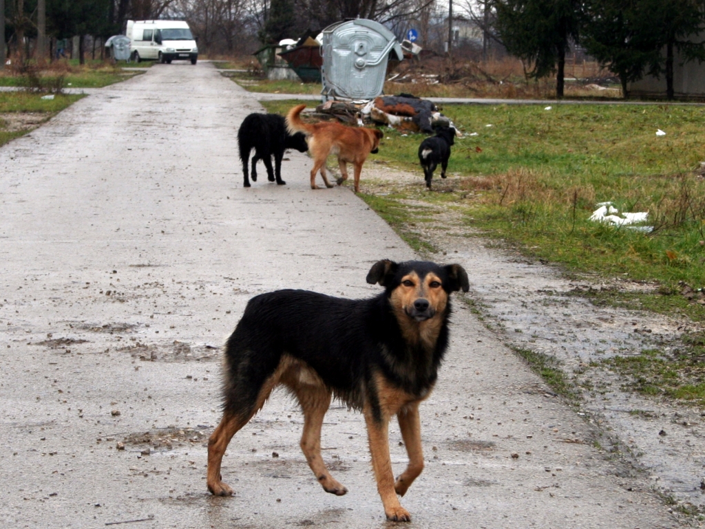 Banjalučanina napale lutalice dok je ispraćao goste, završio u hitnoj