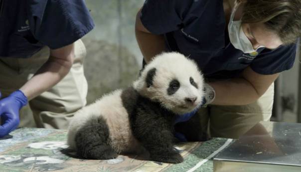 Beba panda iz zoo vrta u Washingtonu dobila ime "Malo čudo"