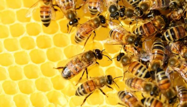Beč je evropska prestonica pčela s oko 5.000 košnica