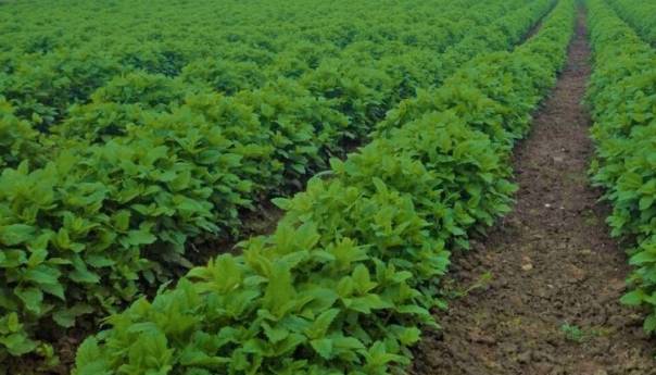 BiH počinje izvoziti organsku industrijsku konoplju