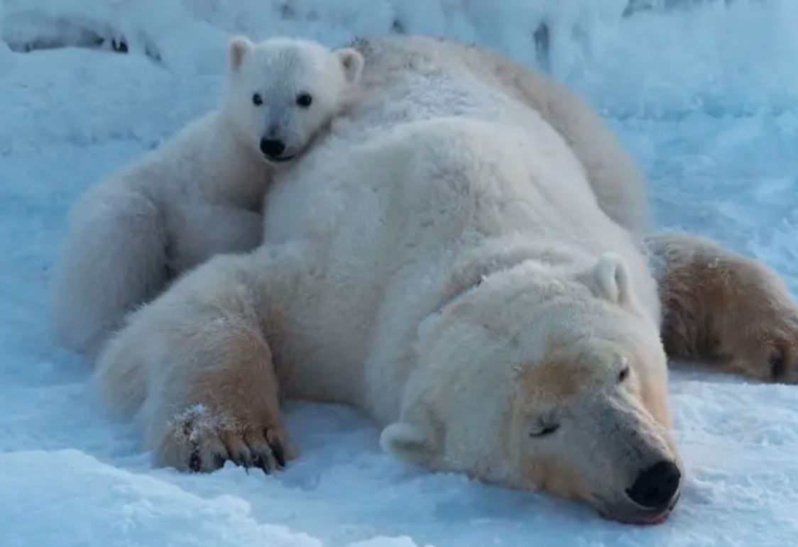Bijeli medvjedi u Norveškoj deblji i zdraviji uprkos manjku leda