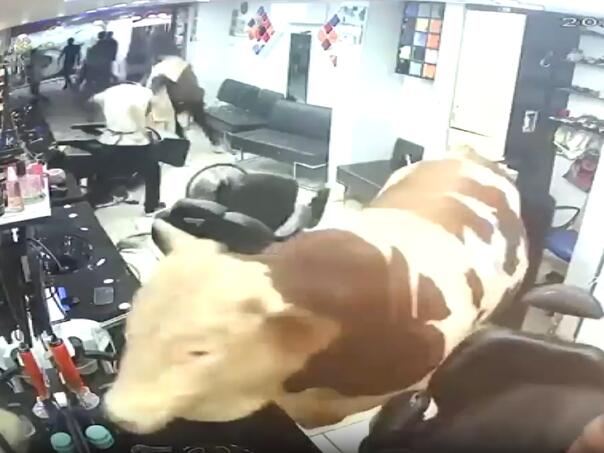 Bik uletio u frizerski salon i izazvao paniku u Istanbulu