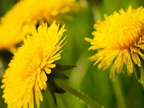 Biljka koju mnogi gaze, a prava je riznica vitamina i minerala