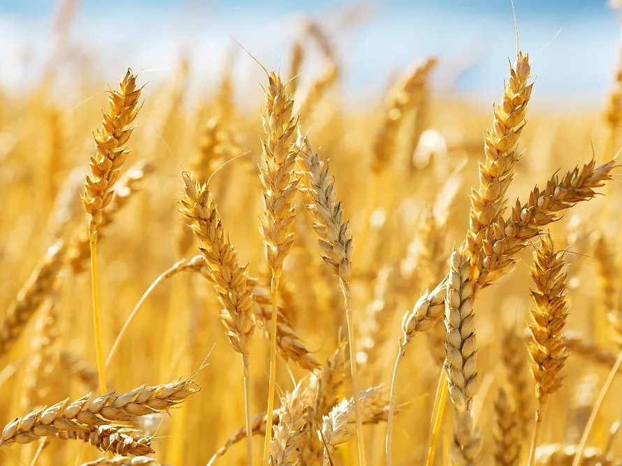 Blagi rast evropskih berzi na početku mjeseca, porasle cijene zlata i pšenice