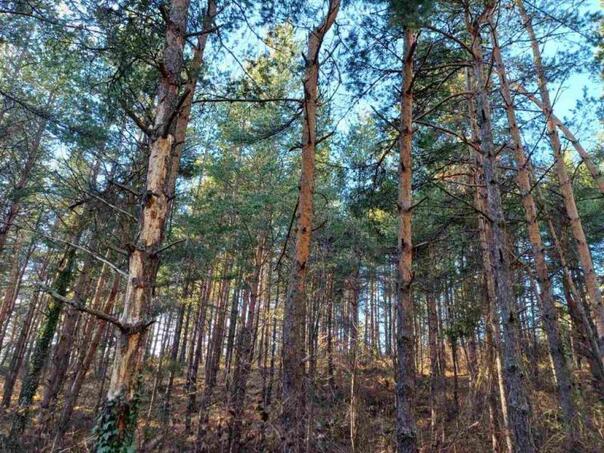 Brčko: Usvojen plan gazdovanja šumama u privatnom vlasništvu