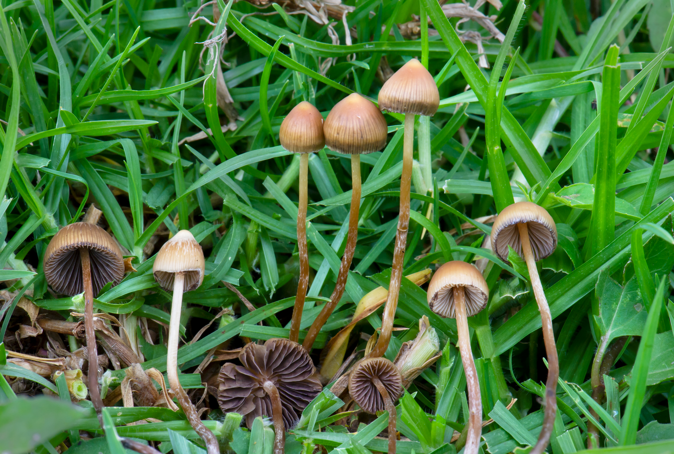 Češka legalizira upotrebu "čarobnih gljiva" u medicinske svrhe