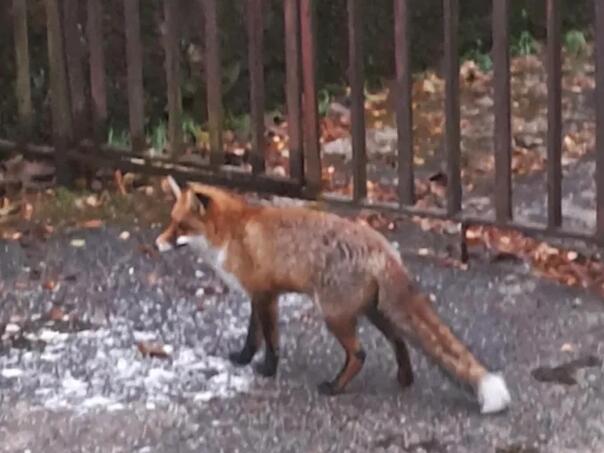 Cijeli komšiluk ostao bez struje zbog lisice u trafostanici