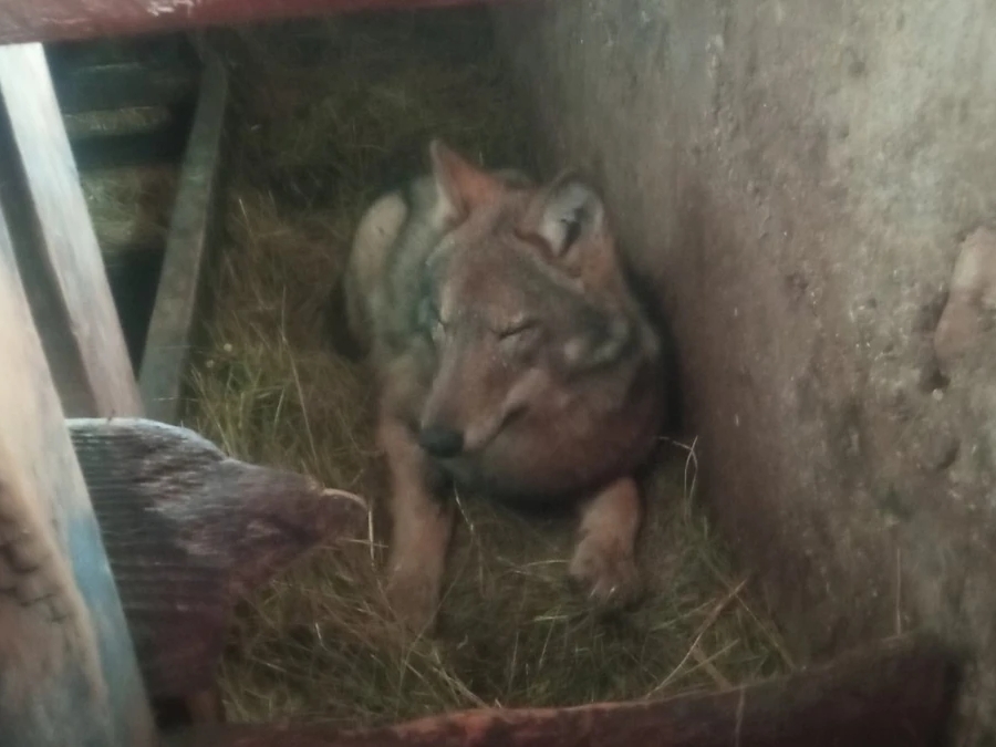 Čudo na Žabljaku: Vuk pronađen kako spava s teladima u štali