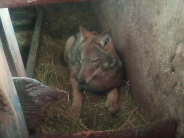 Čudo na Žabljaku: Vuk pronađen kako spava s teladima u štali