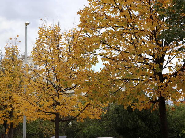 Danas počinje jesen