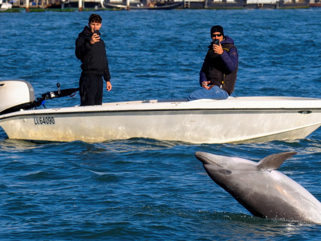 Delfin Mimmo odbija napustiti bazen Svetog Marka u Veneciji
