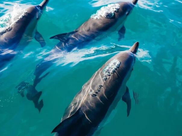 Delfini u Meksičkom zaljevu pozitivni na kokain i još neke opasne supstance