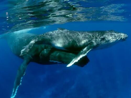 Dojenje u okeanu: Kako majka kita daje snagu svom mladuncu za život u dubinama