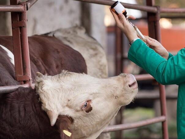 Domaća proizvodnja: U Orašju prva tvornica veterinarskih lijekova u BiH