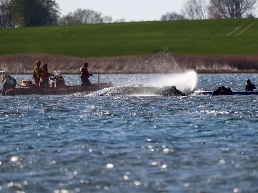 Drama na Baltiku: Njemačka u velikoj akciji spašavanja nasukanog kita