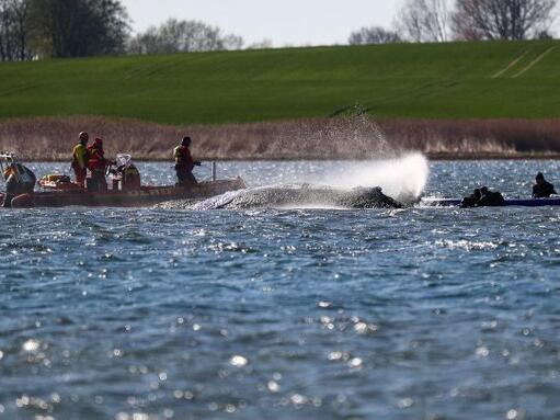Drama na Baltiku: Njemačka u velikoj akciji spašavanja nasukanog kita