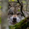 Drvar: Čopor vukova u blizini kuća, sve češća napadaju stada