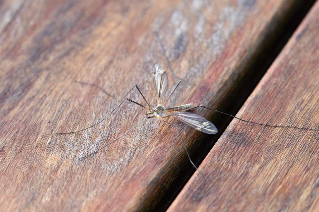 Epidemija denga groznice u Šri Lanki: Slučajevi se gotovo udvostručili
