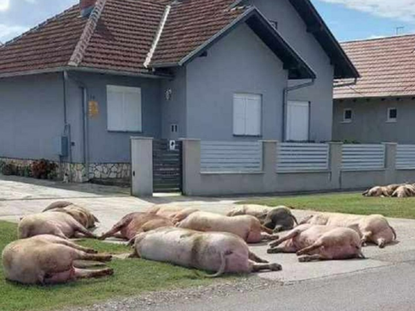 Eutanizirane svinje satima ležale na ulici