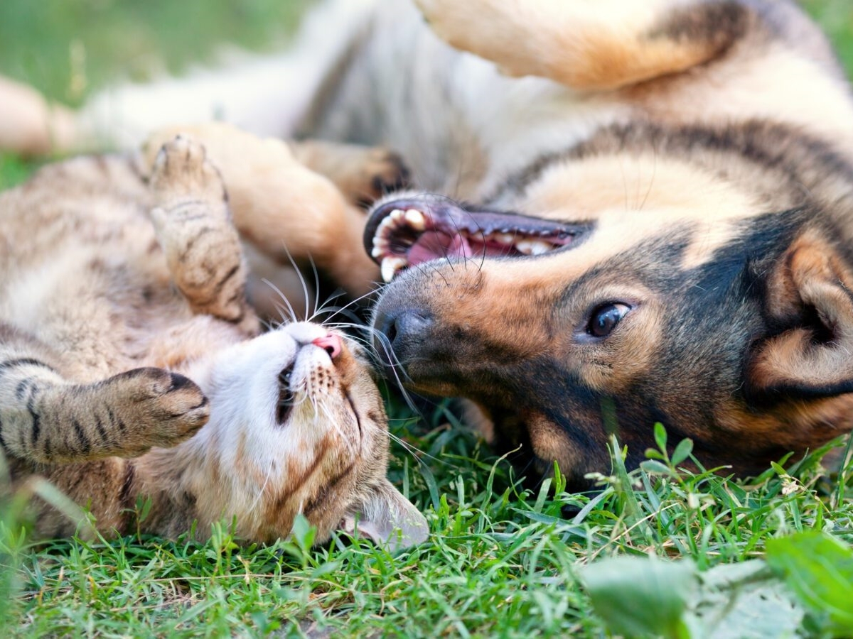 Evropski parlament glasa o pravilima za zaštitu pasa i mačaka