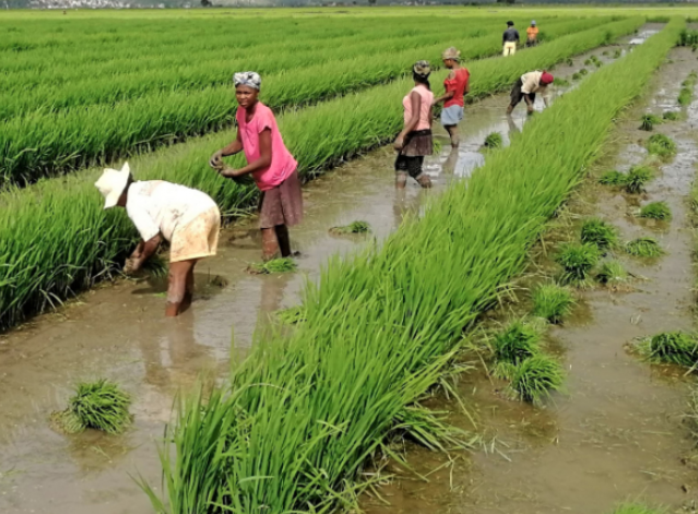 FAO Indeks cijena hrane pao u oktobru, svjetske zalihe žitarica na putu da dostignu rekordni nivo