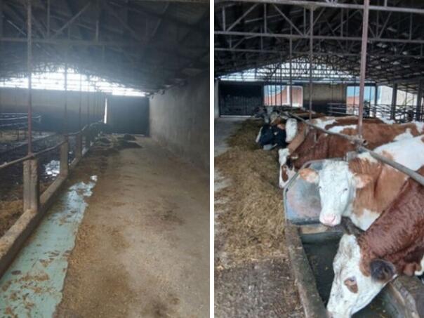 Farma iz RS ugašena, krave prodali u FBiH: Tamo je bolje