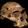 Fosilni ostaci ljudskih predaka milion godina stariji nego što se mislilo
