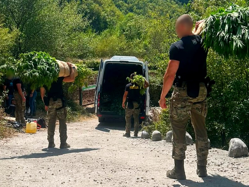 FUP objavio detalje o plantažama kanabisa u Drežnici, osumnjičene dvije osobe