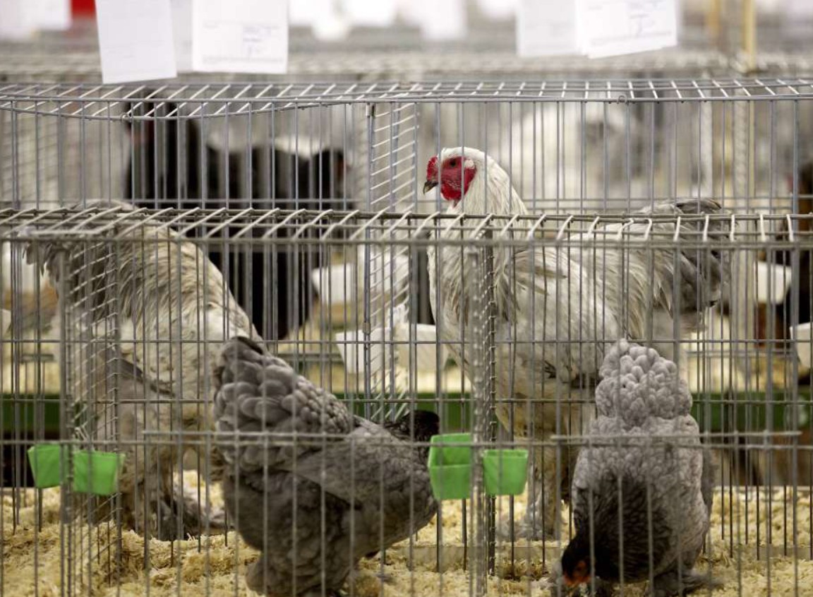 FUZIP upozorava: Pojava ptičije gripe na farmi u Petrovu, hitne mjere zaštite