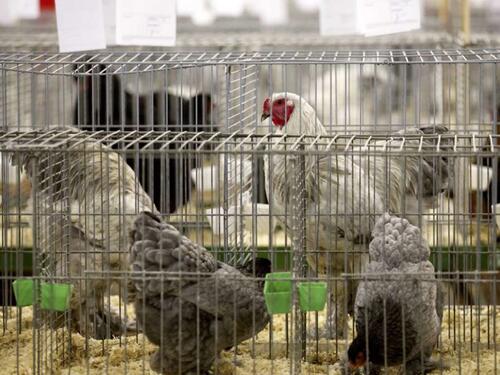 FUZIP upozorava: Pojava ptičije gripe na farmi u Petrovu, hitne mjere zaštite