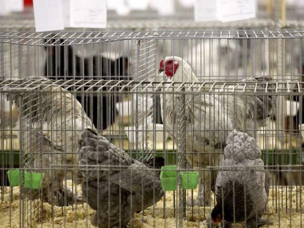 FUZIP upozorava: Pojava ptičije gripe na farmi u Petrovu, hitne mjere zaštite