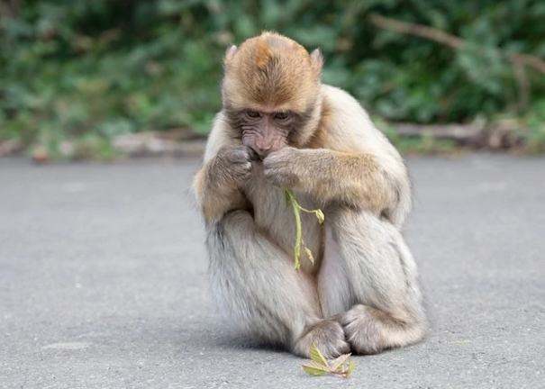 Gibraltarski majmuni otkrili prirodni lijek protiv želučanih tegoba