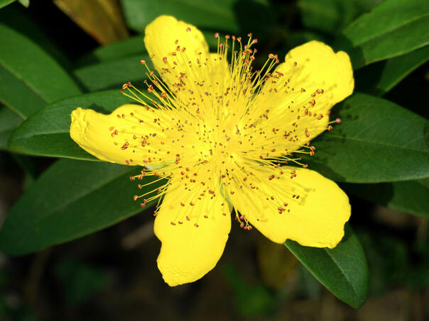 Gospina trava povećava apetit i poboljšava raspoloženje