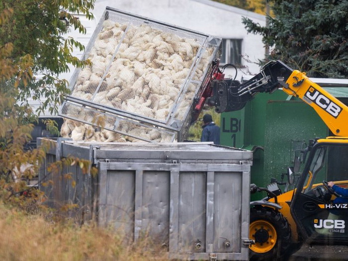 Gotovo milion ptica ubijeno u Njemačkoj zbog ptičije grupe