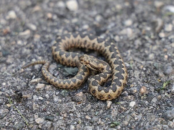 Građani, oprez: U ovom bh. gradu je povećan broj zmija