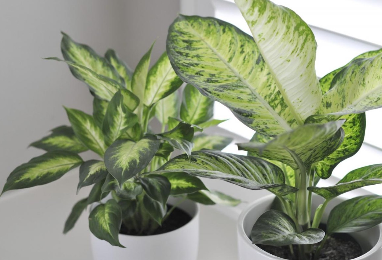 Greška koju mnogi prave: Ovo je najgore vrijeme za presađivanje sobnih biljaka