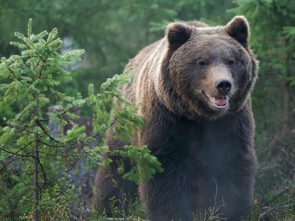 Grizli medvjed napao grupu djece u Kanadi, dvoje u kritičnom stanju